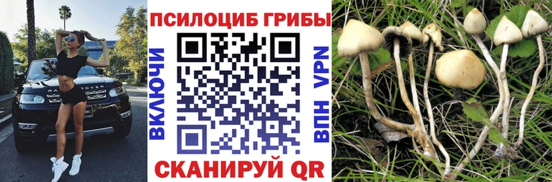 Галлюциногенные грибы Psilocybine cubensis  ОМГ ОМГ как войти  Высоцк 
